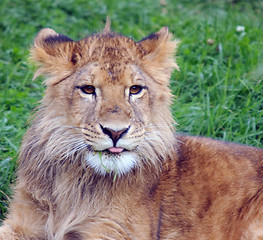 Image showing Young male lion