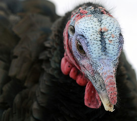 Image showing Wild Turkey