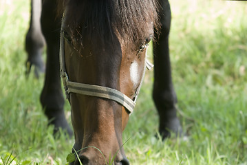 Image showing close-up horse