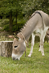 Image showing gray donkey