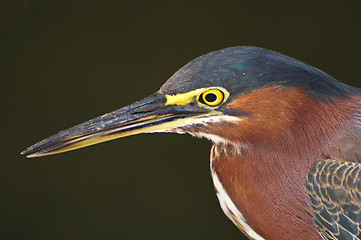 Image showing Green Heron bird.