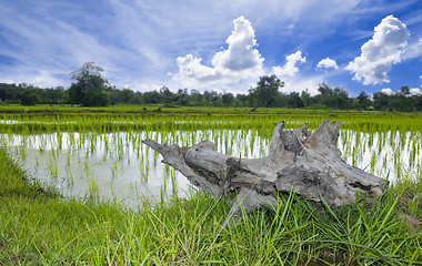 Image showing rice field