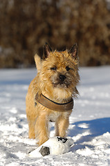 Image showing Dog in snow