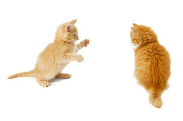 Image showing Fighting kittens