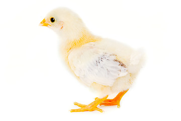 Image showing Chicken