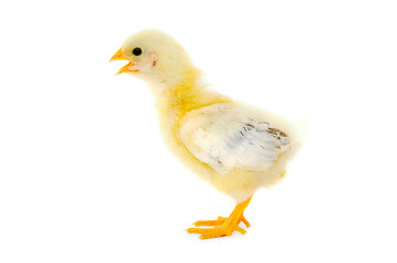 Image showing Newborn Chicken