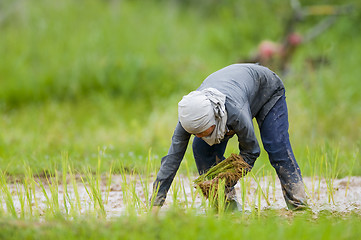 Image showing asian woman growing rice