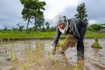 Image showing asian woman growing rice