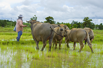 Image showing asian female farmer taking care of a herd of water buffalos and 