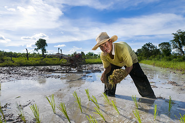 Image showing asian rice farmer 