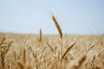 Image showing Wheat field