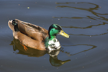 Image showing Mallard Duck