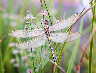 Image showing dragonfly waiting for the sun