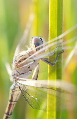 Image showing dragonfly waiting for the sun