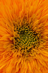 Image showing Orange Flower