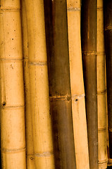 Image showing Bamboo