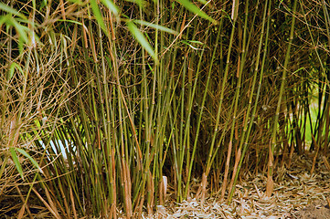 Image showing Bamboo grass