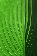 Image showing Leaf in the Sun