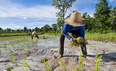 Image showing father and son growing rice