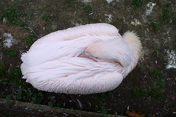 Image showing Pelican