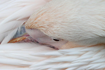 Image showing Pelican