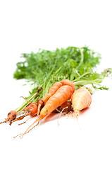 Image showing Carrot