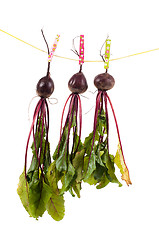 Image showing Hanging beet