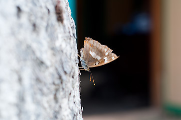 Image showing Butterfly