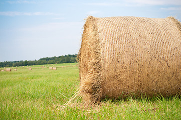 Image showing Hay