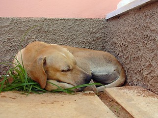 Image showing Sleeping Dog