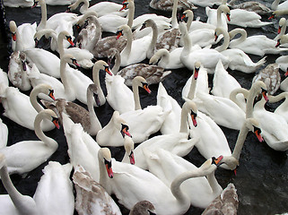 Image showing Swans