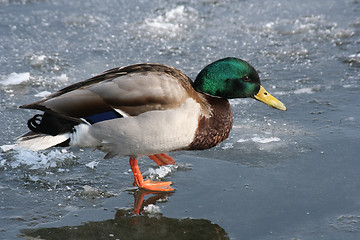 Image showing Duck