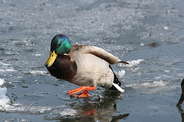 Image showing Duck