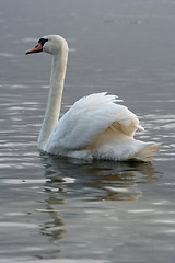 Image showing Swan