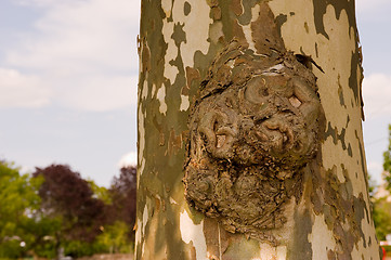 Image showing Branc stump