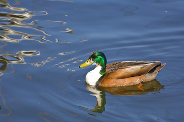 Image showing Greenland Mallard