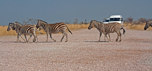 Image showing Etosha National Park, Namibia