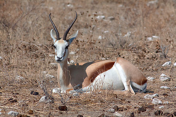 Image showing Springbok (Antidorcas marsupialis)