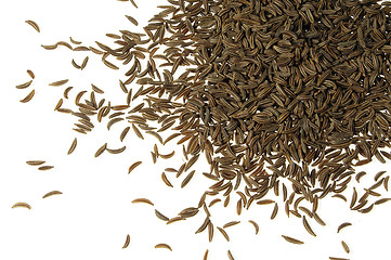 Image showing Ceraway seed