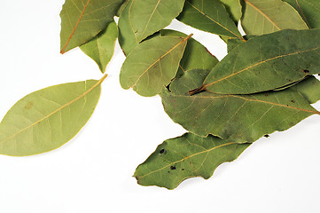 Image showing leaf