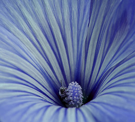 Image showing Blue Flower