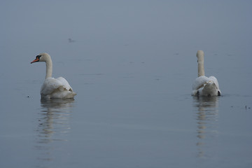 Image showing Swans