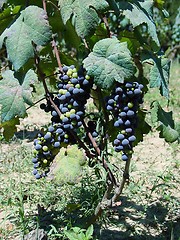 Image showing Grapes