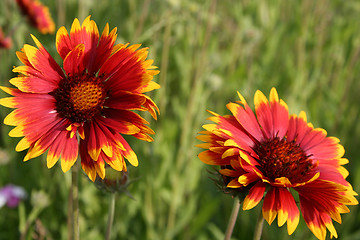 Image showing Flowers