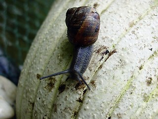 Image showing Snail