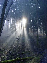 Image showing Mysterious Forrest