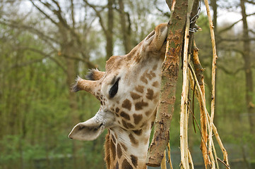 Image showing Giraffes head