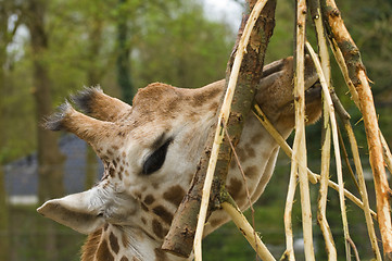 Image showing Giraffes head