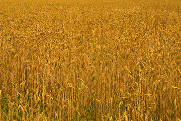 Image showing Wheat field