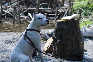 Image showing Home by the river